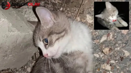 Türkiye’yi ayağa kaldıran skandal görüntüler! Yavru kediye istismar ve şiddet uygulandı