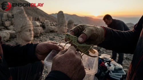 Türkiye'de yakalandılar! Çinlilerin peşine düştüğü çekirgelerin sırrı ortaya çıktı