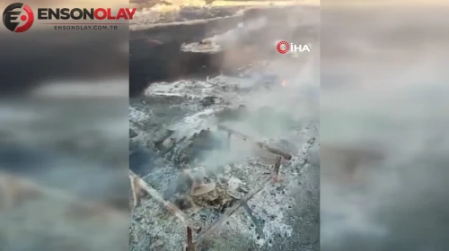 Eskişehir'de çıkan yangında çok sayıda arı telef oldu