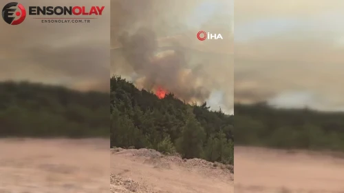 Balıkesir'in Sındırgı ilçesinde orman yangını çıktı