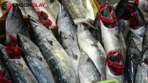 Sezonun ilk palamutları tezgahlarda : Fiyatları ne kadar oldu?