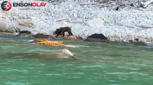 Kastamonu'da nehir kenarında yiyecek arayan ayı kameraya yakalandı