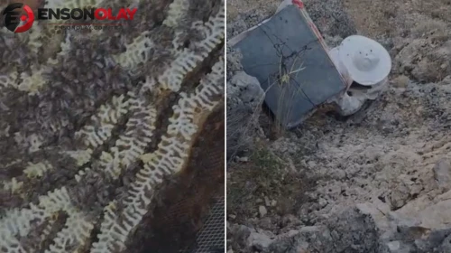 Ayılardan korumak için kovanları uçuruma sarkıttılar: İşte aylarca süren bekleyişin sonucu