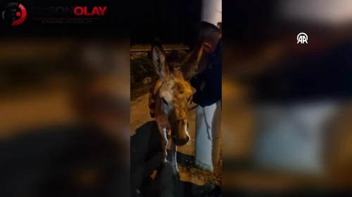 Ankara'da kaybettiği eşeğini otoparkta buldu