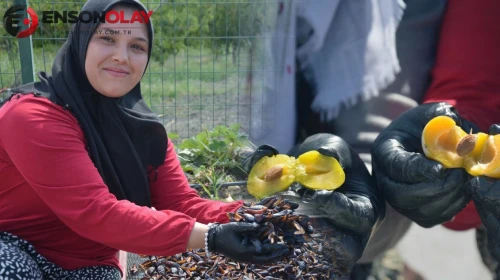 Tarlada ziyan olacaktı! Şimdi 12 ay yok satıyor: İşte Figan-i Efendi eriğinin sırrı