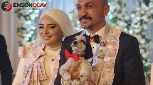 Trabzon'da düğünde altın yerine av köpeği taktılar
