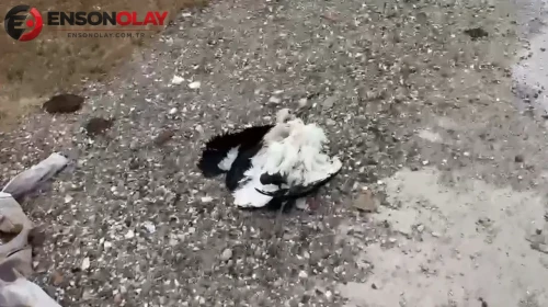 Kütahya'da tren yolu yakınında çok sayıda leylek ölü bulundu