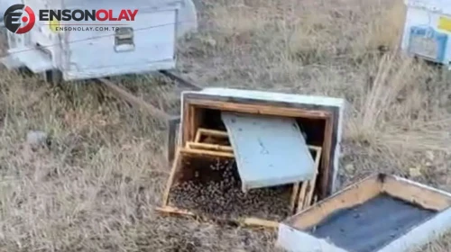 Konya'da ayı kabusu : Kovanları parçalayıp zarar verdiler