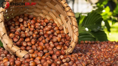 Fındık üreticileri için güncel fındık fiyatları ne oldu?