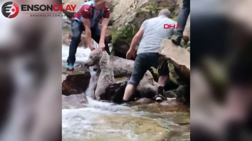 Dere kenarındaki kayalıklara sıkışan bozayıyı vatandaşlar kurtardı