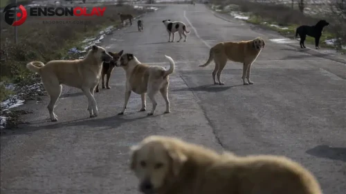 81 ilde sokak köpeği denetimi başlıyor ! Müfettişler eylül boyunca sahada
