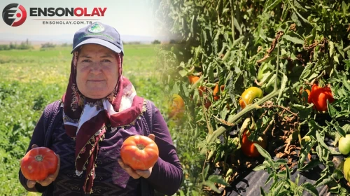 Bu domates diğerlerine hiç benzemiyor: Kendinden tuzlu domatesin tadı rüzgar dokunuşuyla level atlıyor