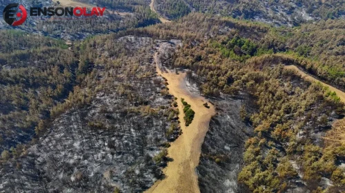Adana'daki orman yangını kontrol altına alındı