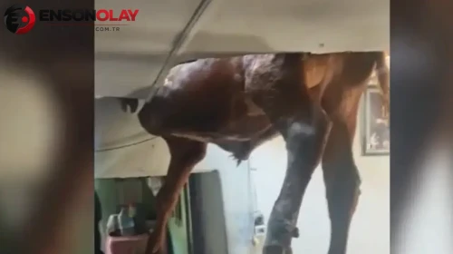 Aydın'da evin çatısına düşen boğa tavanda asılı kaldı