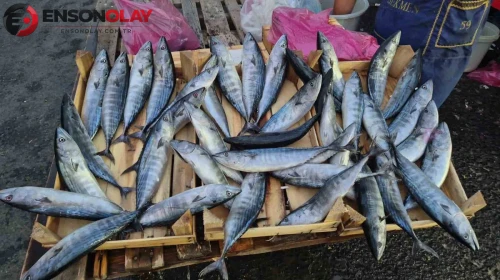 Denizden bereket fışkırdı! Akşam saatlerinde tezgahta fiyatı gören pazara koştu