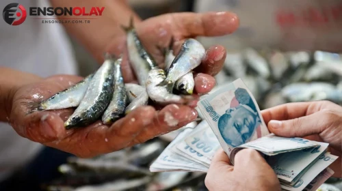 Av sezonuyla birlikte tezgahlar doldu: Hamsi ve sardalya ne kadar?