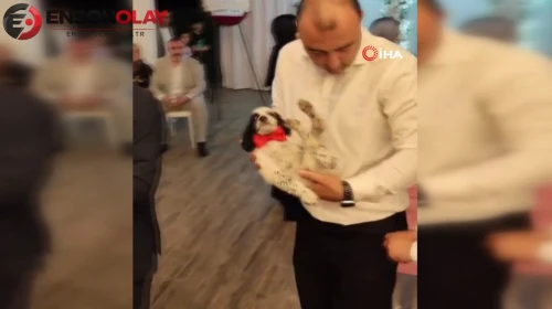 Trabzon'da av köpeği yavrusunu takı olarak taktı