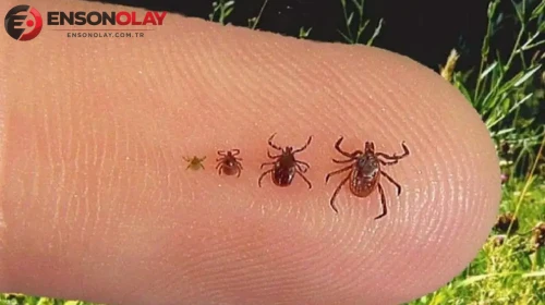Keneler hangi hastalıklara sebep oluyor ? Kene virüsünün belirtileri neler ?