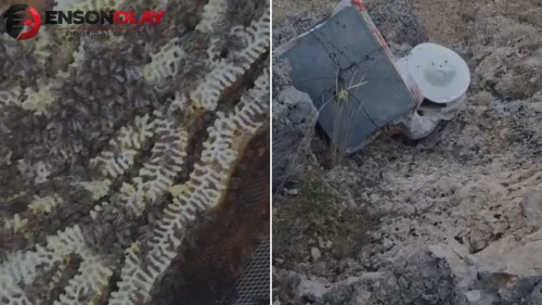 Ayılardan korumak için kovanları uçuruma sarkıttılar: İşte aylarca süren bekleyişin sonucu