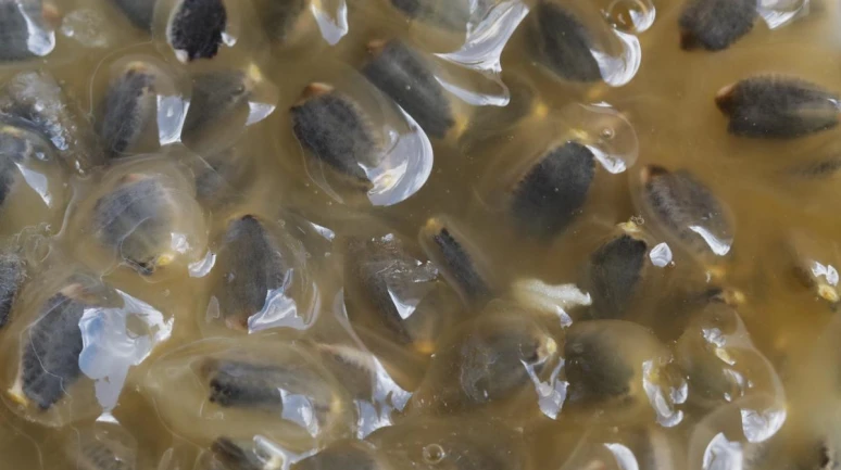 Sağlık İçin Şaşırtıcı Bir Güce Sahip Olan Bu Meyveyi Mutlaka Deneyin: Kalbi Koruyor ve Kan Şekerini Dengeliyor!