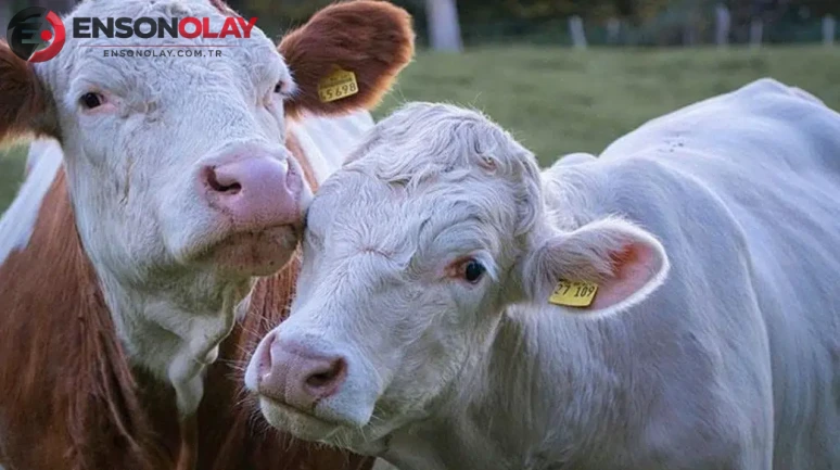 Yeşil et fiyatları neden bu kadar yükseliyor? Yeni araştırma ne diyor?