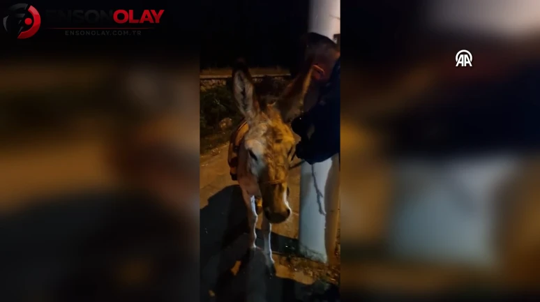 Ankara'da kaybettiği eşeğini otoparkta buldu