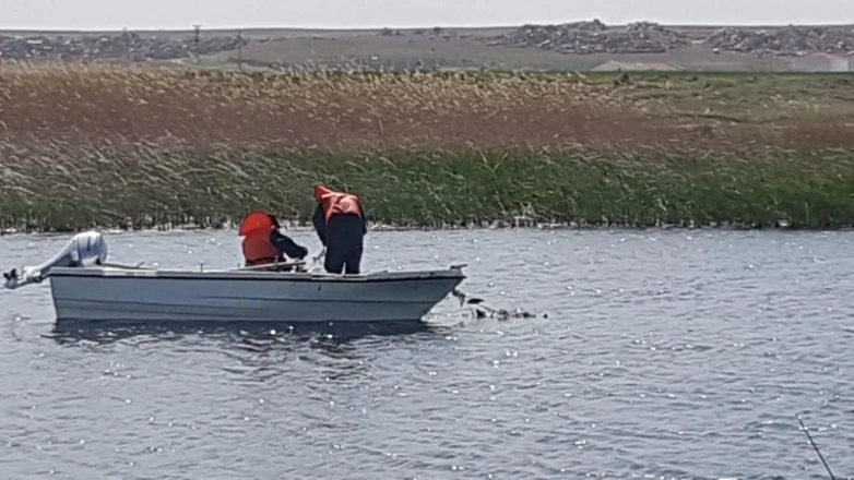 Sakarya, Bolu, Ankara, Eskişehir, Bursa, Kütahya'da 5 bin 376 tanesi yakalandı! 10 hayvandan 4'ü böyle çıktı! Türkiye'deki korkunç istila Eskişehir'de başladı