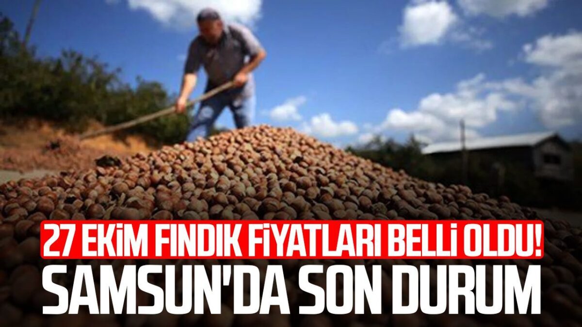 27 Ekim fındık fiyatları belli oldu! Samsun'da son durum