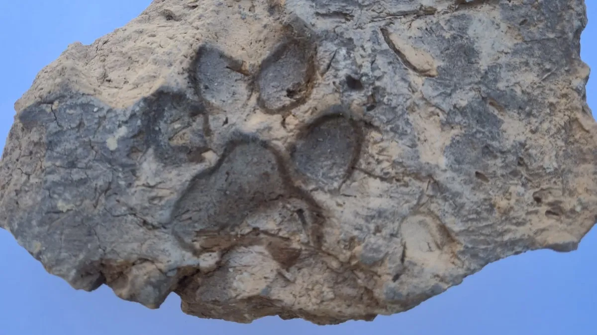 4 bin yıllık kerpiçte köpek patisi izi: Tavşanlı Höyük kazılarında tarihi keşif