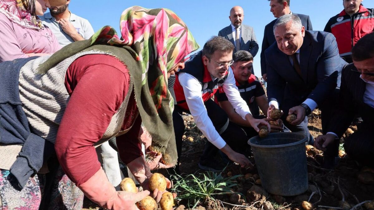 Niğde’de yerli patates çeşitlerinin hasadı yapıldı