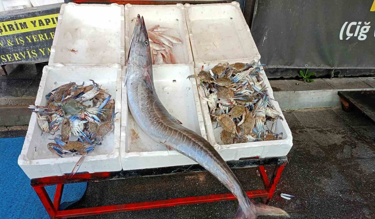 MERSİN’DE YAKLAŞIK 12 MİL AÇIKTA YAKALANAN, 1,5 METRE UZUNLUĞUNDA VE YAKLAŞIK 12 KİLOGRAM...