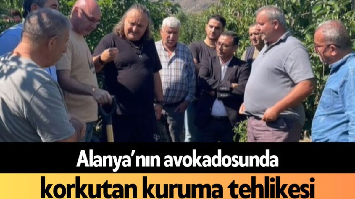 Alanya’nın avokadosunda korkutan kuruma tehlikesi