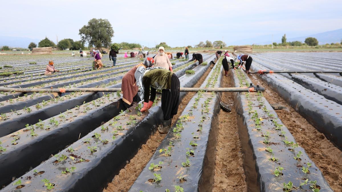 Aydın'da çilek tarlalarında hareketlilik başladı! Üreticiler bu kez işçi arıyor
