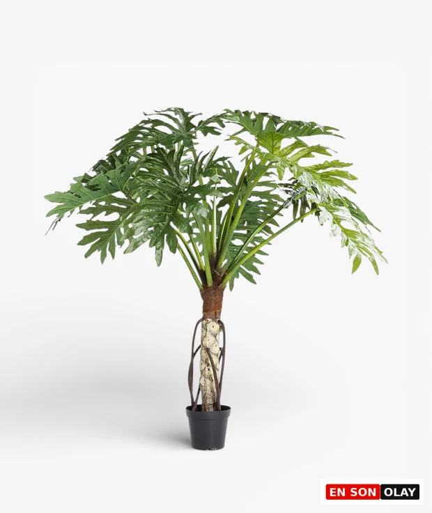 Kış bahçesi için Kare Design Monstera dekoratif bitki