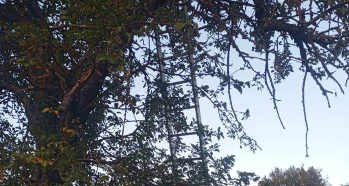 Bilecik’te feci kaza: Elma toplarken hayatını kaybetti