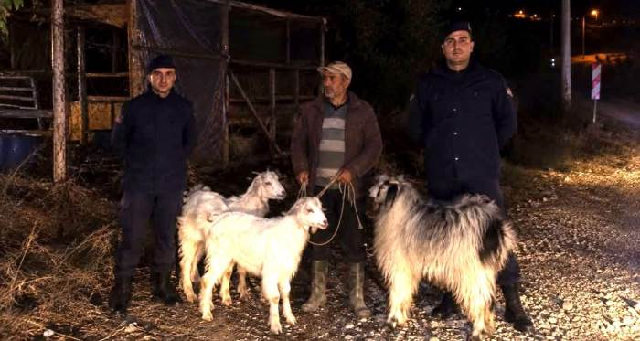 Bilecik’te kaybolan 5 küçükbaş hayvan jandarma devriyesinde bulundu