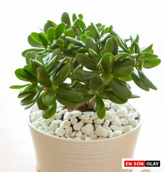 Beyaz çakıllarla çevrelenmiş beyaz saksıda yetişen, parlak yeşil yapraklarıyla dikkat çeken Para Çiçeği (Crassula Ovata); iç mekânlarda bereket simgesi olarak tercih edilen dekoratif bir bitki.