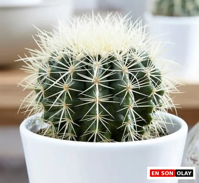 Beyaz seramik saksıda, yoğun dikenli yapısıyla dikkat çeken Echinocactus kaktüsü; modern iç mekân bitkisi olarak sade bir yüzeyde konumlandırılmış.