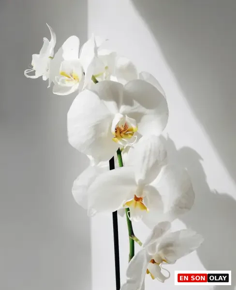 Gün ışığıyla aydınlanan sade bir arka planda yer alan beyaz Phalaenopsis orkidesi; zarif çiçek formu ve doğal güzelliğiyle iç mekân dekorasyonuna sofistike bir dokunuş katıyor.