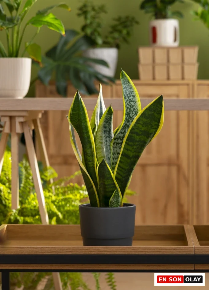 Ahşap sehpa üzerinde siyah saksıda konumlandırılmış Paşa Kılıcı (Sansevieria); modern bir iç mekânda, doğal yeşillikler arasında güçlü ve minimal bir bitki olarak öne çıkıyor.