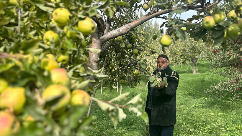 Çorak arazide mucize: Aynı dalda hem yeşil hem kırmızı elma yetiştirdi - Resim : 3