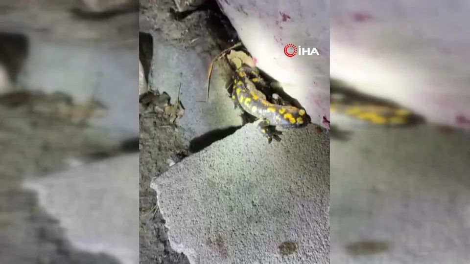 Malatya'da yağış sonrası nesli tükenmekte olan sarı benekli semender görüntülendi