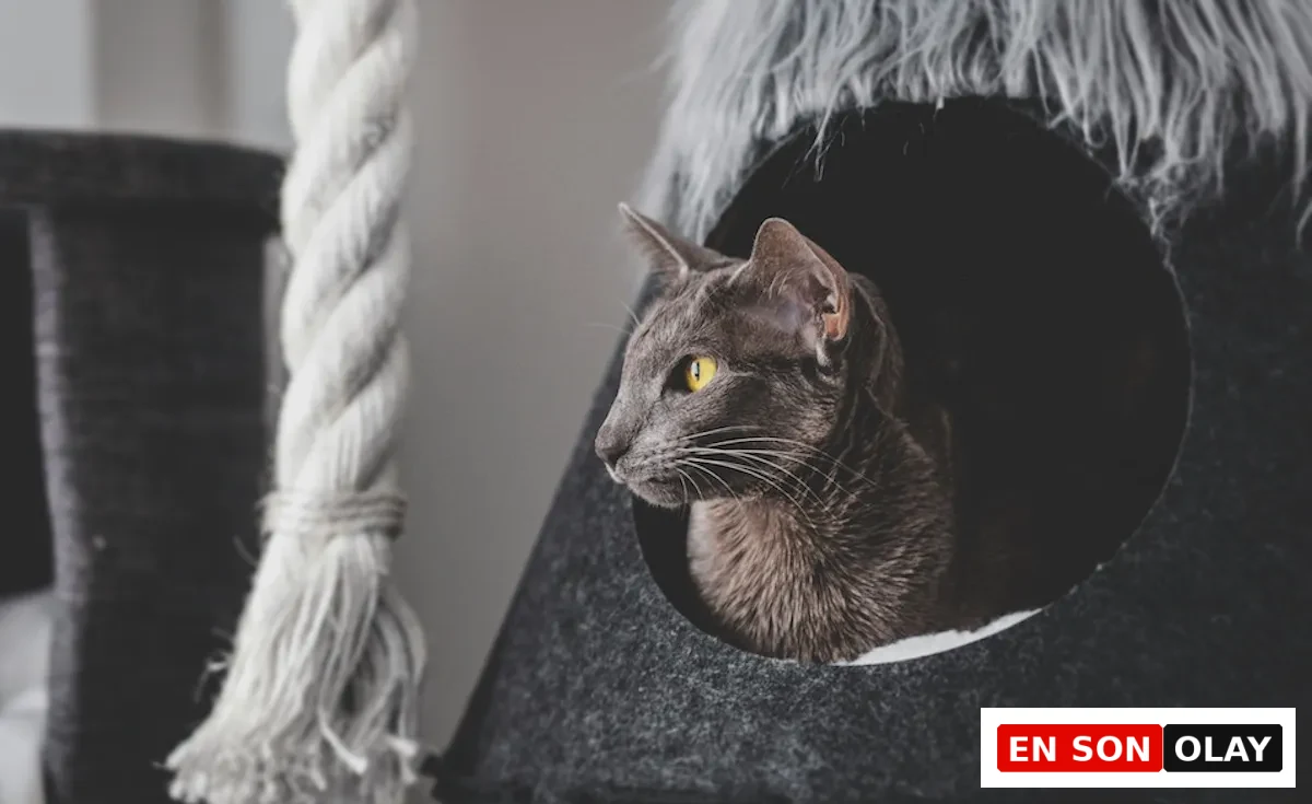 Koyu gri kedi yatağından başını uzatmış, zarif yapısı, büyük kulakları ve kehribar rengi gözleriyle öne çıkan bir Oriental Shorthair kedisi, farklı kedi cinslerinin karakter özelliklerini inceleyen bu rehbere yakışır bir kare.