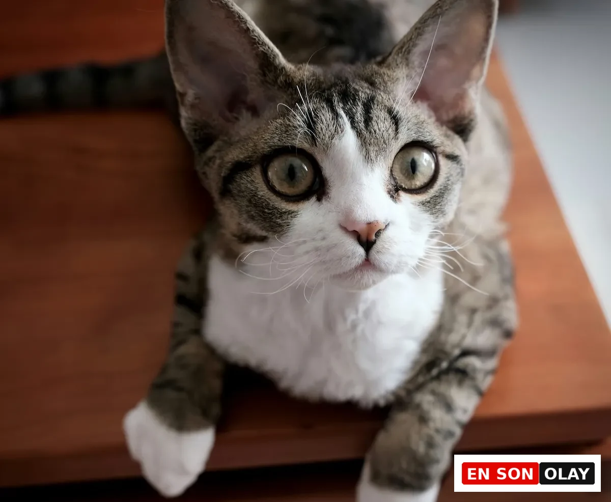 Belirgin büyük kulakları, kısa ve dalgalı tüyleriyle dikkat çeken, enerjik ve oyuncu tavırlarıyla bilinen bir Devon Rex kedisi, bu eşsiz cinsin sevimli ve karakteristik özelliklerini detaylıca gözler önüne seriyor.