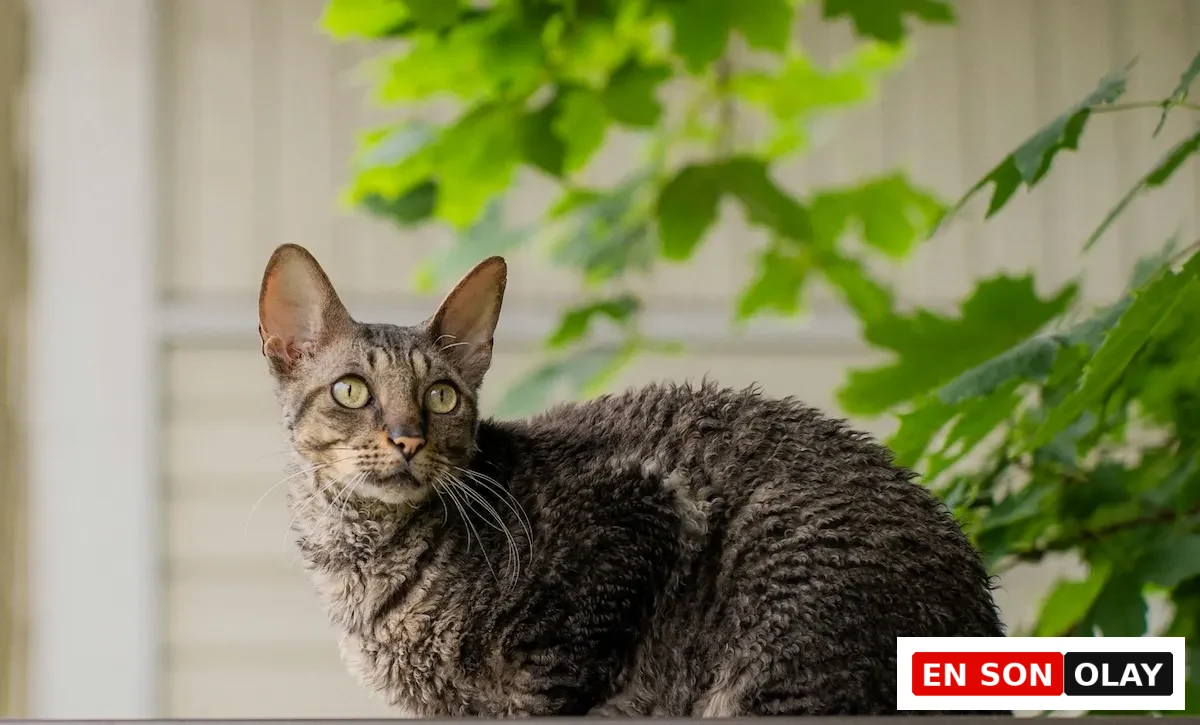 Kısa ve dalgalı tüylere, büyük kulaklara ve zarif bir yapıya sahip olan, açık renkli tüyleriyle dikkat çeken bir Cornish Rex kedisi, yumuşak bir zeminde oturmuş, etrafa dikkatle bakıyor ve bu eşsiz cinsin karakteristik özelliklerini sergiliyor.