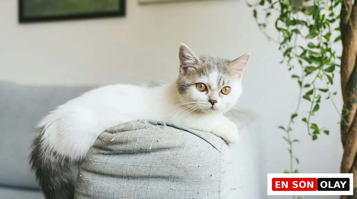 Sakin bir ifadeyle etrafına bakan, kısa bacaklarıyla bilinen sevimli bir Munchkin kedisi, iç mekanda doğal bir poz verirken çekilmiş bu net fotoğraf, ırkın kendine özgü görünümünü ve nazik karakterini ön plana çıkarıyor.