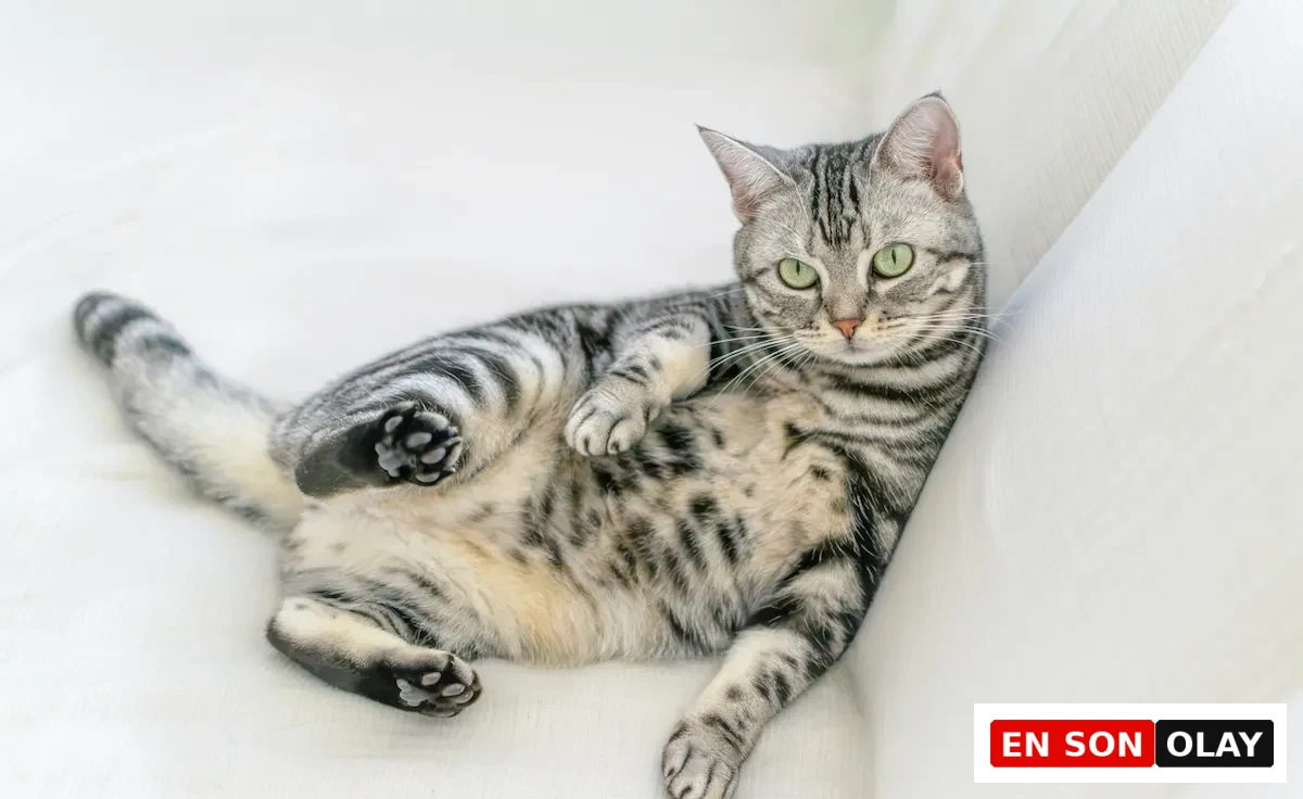 Gümüş rengi tekir desenli kısa tüylere, dikkat çekici yeşil gözlere ve siyah pati yastıklarına sahip, beyaz bir koltukta sırtüstü uzanmış rahat bir Amerikan Shorthair kedisi, kedi cinslerinin karakterlerine göre ev yaşamına uyumunu ele alan yazıda sergilenen huzurlu ve oyuncu halleriyle dikkat çekiyor.