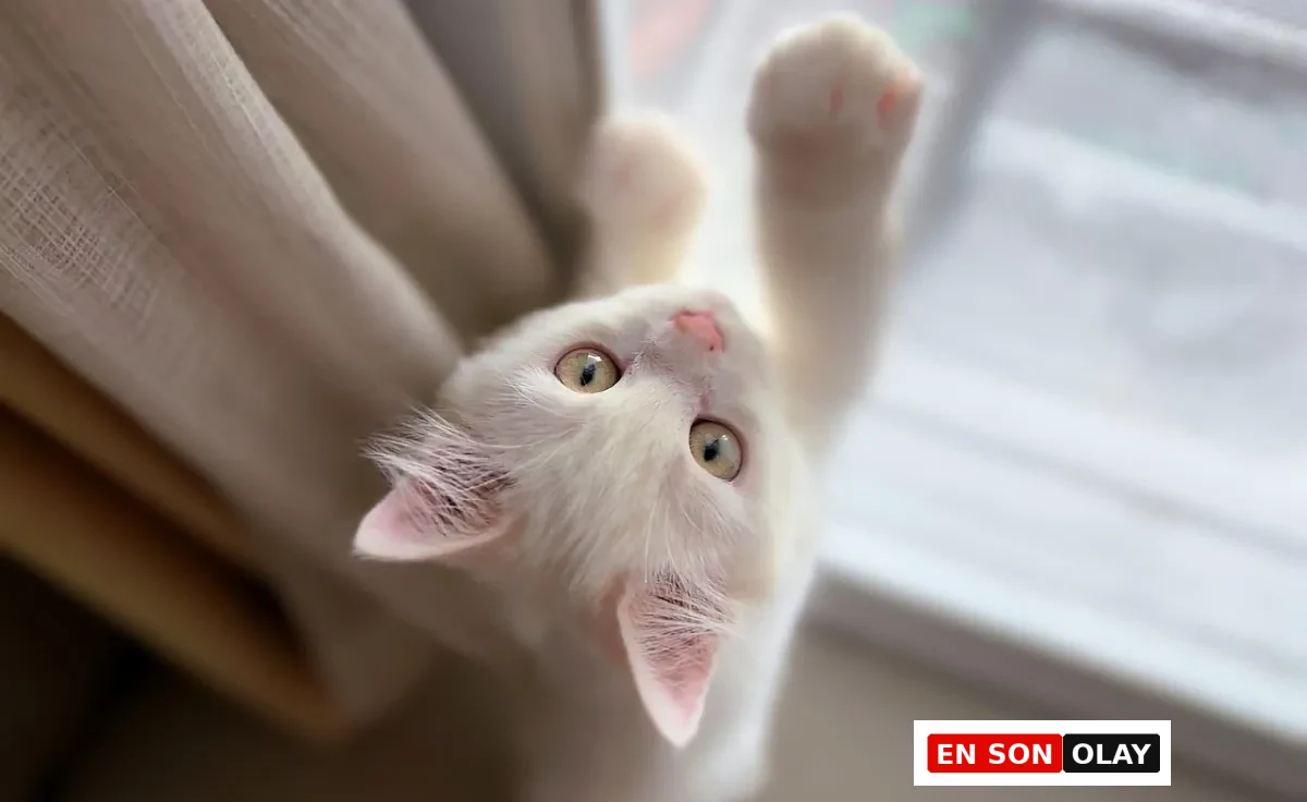 Yukarı doğru uzanmış, meraklı bakışlı beyaz bir kedi görüyorum. Ön patileri havada, sanki perdeye ya da cama doğru tırmanmaya çalışıyor. Pembe burnu ve açık renk gözleriyle oldukça dikkat çekici; doğal ışık alan bir pencere kenarında, ev içi bir an.