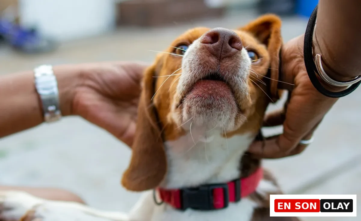 Kahverengi ve beyaz tüylü, kırmızı tasmalı bir köpeğin başı, bakımla ilgili nazik bir dokunuşla insan elleri tarafından tutulurken, sağlıklı bir köpek ve pire kontrolü sürecinin önemini vurguluyor.