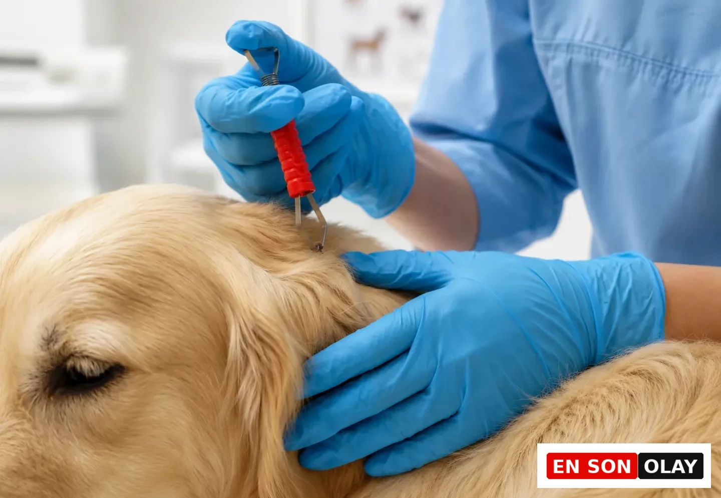 Mavi eldivenli bir veteriner hekim veya hayvan sahibi, uysal görünen açık renkli tüylü bir köpeğin kulağının yakınındaki deriye tutunmuş bir keneyi kırmızı saplı özel kene çıkarma aparatı kullanarak nazikçe ve güvenli biçimde çıkarırken, patili dostlarımızın sağlığı için pire ve keneye karşı korunma rehberinin önemli bir adımını gösteriyor.